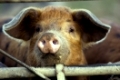 Kleine Schweinchen(Sus scrofa domestica) auf einem Biohof Bioschwein Oekoschwein | Piglet(Sus scrofa domestica) on a organic farm ecological